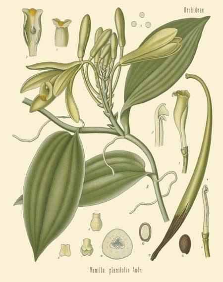 vanilla-plani